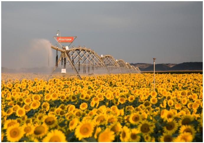 GIRASOL COSECHA girasol cosecha: