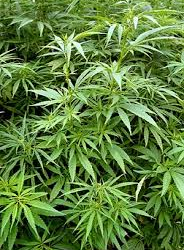 La Universidad de San Luis firmó un convenio para el desarrollo del cannabis medicinal
