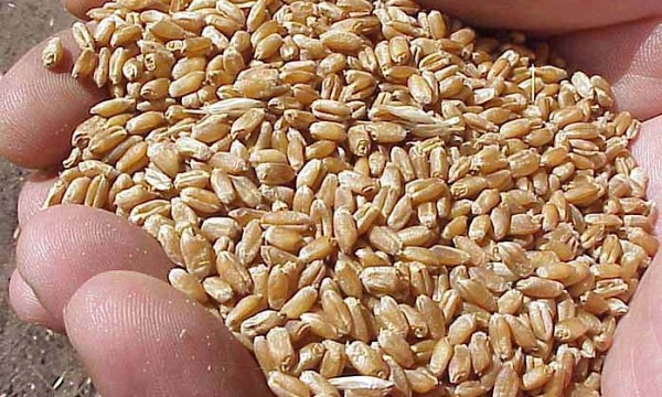 El stock comercial de trigo a marzo está en el nivel más bajo de los últimos 37 años