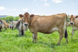 Faena de vacas en el 50%, en el primer semestre