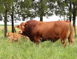 Limousin llega a Expoagro en La Rural de Corrientes con animales de pedigree y puros controlados de Santa Fe y Buenos Aires