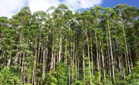 Las provincias protegen sus árboles con programas de cultivo, reforestación y conservación