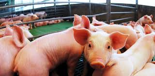 Fortalecimiento de las medidas de prevención para evitar el ingreso de la peste porcina africana