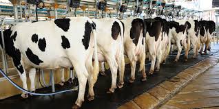 Una tecnología que mejora la producción de vacas lecheras sin el uso de antibióticos