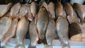Se acordó el cupo de exportación de sábalo