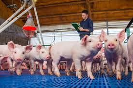 Qué enfermedades de los porcinos debemos notificar de manera inmediata