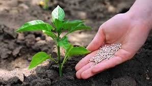 La mitad de la producción mundial de alimentos se debe a los fertilizantes