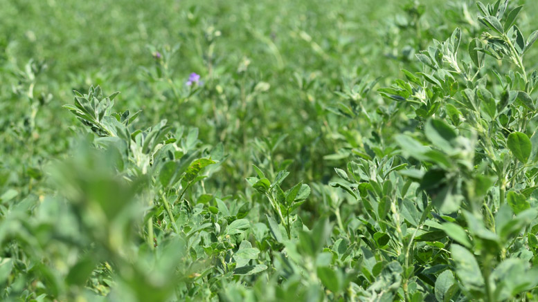 Indican aplicar menos fósforo que lo habitual en alfalfa