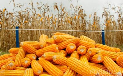 Casos regionales de maíz