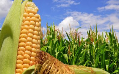Por el avance del petróleo, el maíz alcanzó el valor máximo en tres años.