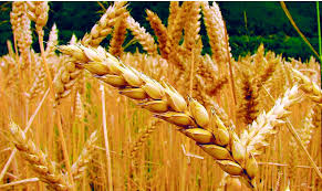 Las existencias del trigo a comienzos de enero son las más altas de la historia