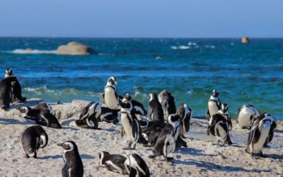 Masacre de pingüinos patagónicos en Reserva Natural Punta Tombo en época de nacimiento de crías