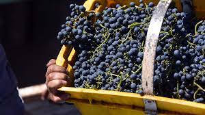Requisitos para trasladar uva para consumo en fresco desde Mendoza y San Juan