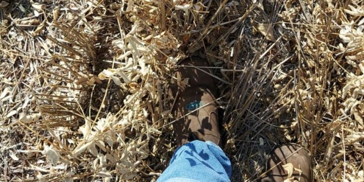 La sequía ya hizo destrozos en Paraguay: Se espera una fuerte reducción de la cosecha de soja