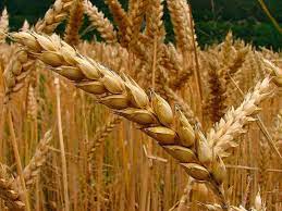 El área de trigo se reduciría a 6,5 millones de hectáreas para la campaña 2022/23