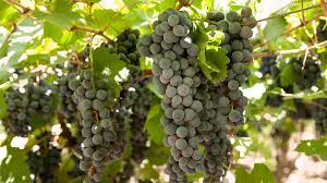 Por primera vez en 10 años, la provincia de Córdoba exportó uva de mesa a Brasil