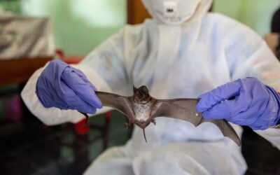 Estudian si los murciélagos son posibles transmisores del virus SARS-CoV2