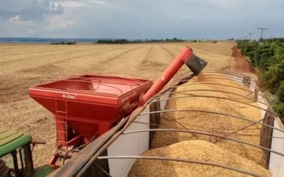 Primeros datos del USDA: el recorte productivo que le da un impulso adicional a la soja y al trigo