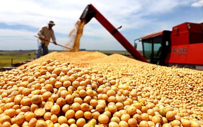 La soja nacional no superará las 42 millones de toneladas