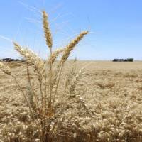 Se prevén condiciones climáticas alentadoras para la siembra del trigo