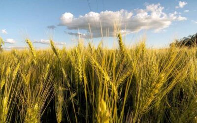 Ucrania perderá este año casi la mitad de su cosecha de trigo de invierno, según la ONU