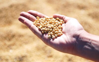 Sembrá Evolución: un nuevo modelo que está transformando la comercialización de semillas en el Agro Argentino