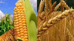 Se derrumban el maíz y el trigo por la posibilidad de que Ucrania vuelva a exportar