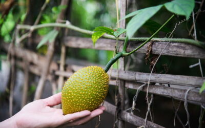 Jackfruit: La fruta que triunfa entre los veganos
