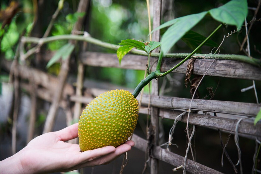 Jackfruit: La fruta que triunfa entre los veganos