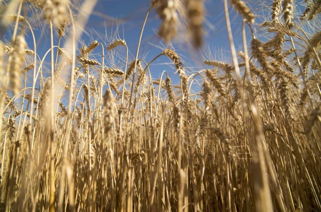 Preocupa la situación del trigo: el clima sigue jugando en contra y los mayores atrasos en la siembra están en Córdoba y centro de Santa Fe