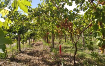 Evalúan el sistema “open gable” para cultivar uvas de mesa