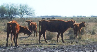 Agroindustria declaró la emergencia agropecuaria por sequía en Chaco, Santa Fe y Córdoba