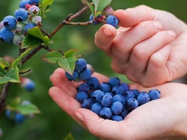 Ronda internacional de negocios de arándanos argentinos