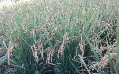 De San Javier a Japón: el arroz orgánico sale al mundo
