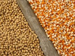 La Bolsa de Cereales de Buenos Aires redujo las estimaciones de producción de soja y maíz