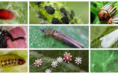 Compendio de insecticidas ecológicos para los cultivos. Listado por tipo de plaga