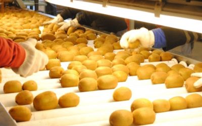 Por primera vez, la Argentina exporta kiwi amarillo orgánico a Europa