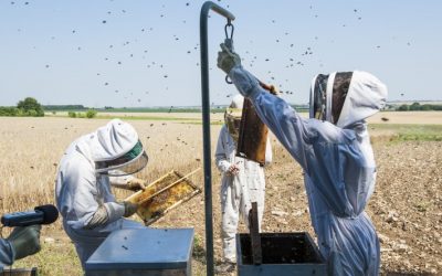 La agricultura orgánica mejora el rendimiento de la colonia de abejas en un período crucial de escasez de flores