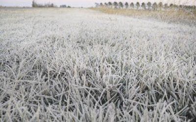 Prevén bajas temperaturas, seguidas por un moderado ascenso y precipitaciones escasas