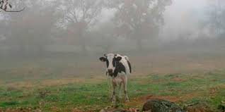 Prevén vientos del trópico, acompañados por lluvias sobre el este del área agrícola