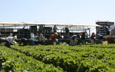 Cultivos de cobertura, compost y carbono.