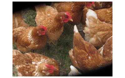Diferencias entre pollo orgánico y pastoril