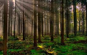 Formalizan la medición de Gases Efecto Invernadero (GEIs) del Agro y Bosques
