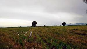 Ascenso térmico, con precipitaciones sobre la mayor parte del área agrícola