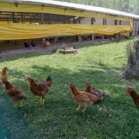 Agricultura acompañó la presentación de la única granja de pollos orgánicos del país