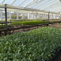 Nueva convocatoria de Alianzas Productivas en el sector agroindustrial