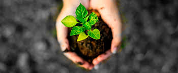 “Agricultura Siempre Verde”: clave para preservar la salud de nuestros suelos