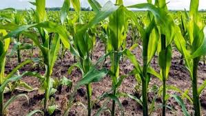 En pleno período crítico el maíz de la región núcleo necesita lluvias de 100 a 200 mm