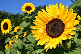 La producción de girasol se redujo a 3,2 millones de toneladas estimadas