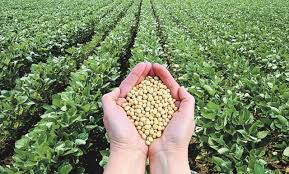 La Argentina producirá más de 53 millones de toneladas de soja, según Bolsa de Cereales